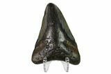 Bargain, Fossil Megalodon Tooth - North Carolina #153130-2